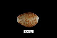 藏品(紅花寶螺)的圖片